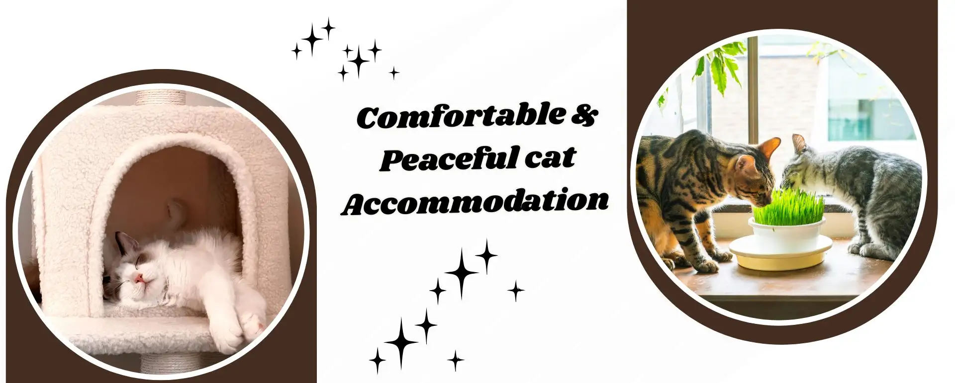 Comfortable Peaceful cat Accommodation