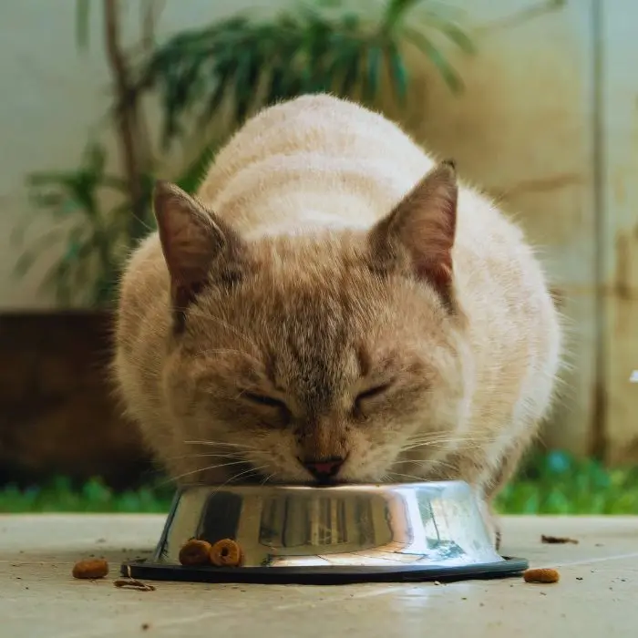 Cat eating food on a wooden surface