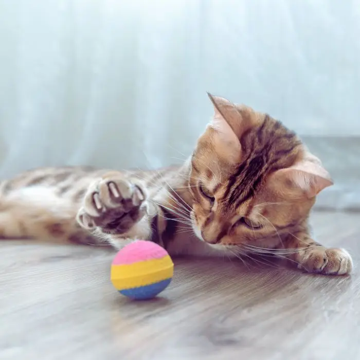 Cat playing with a small ball on the floor