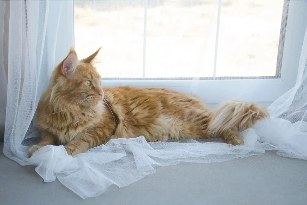 Cat sitting by a window at a cattery in Derby