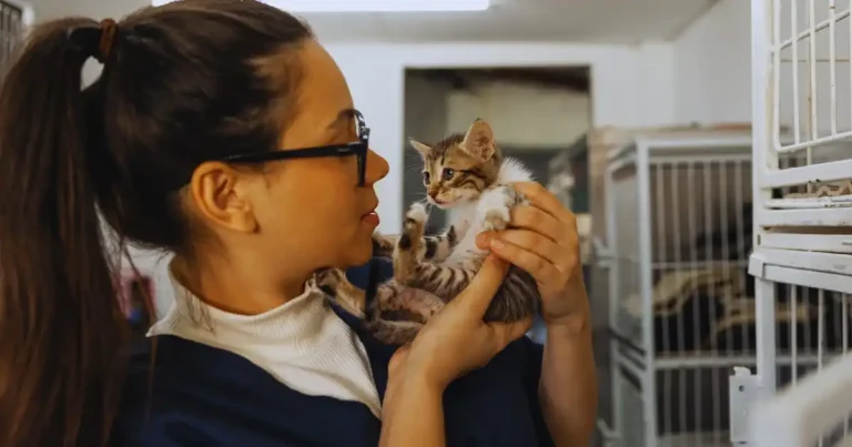Woman caring for a kitten in a cattery environment compared to a cat sitter