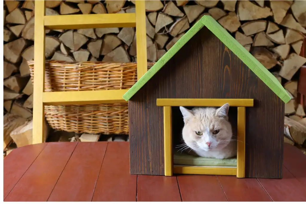 Cat resting inside a secure indoor shelter