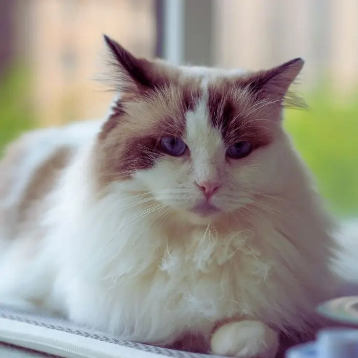 Calm cat resting indoors in a cattery