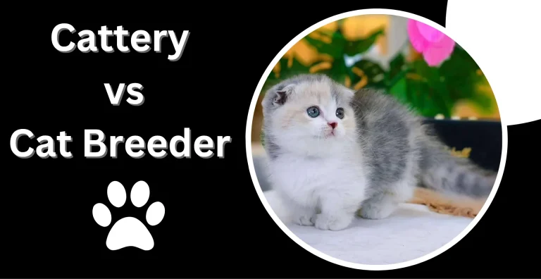 A kitten used to illustrate the topic of cattery vs cat breeder