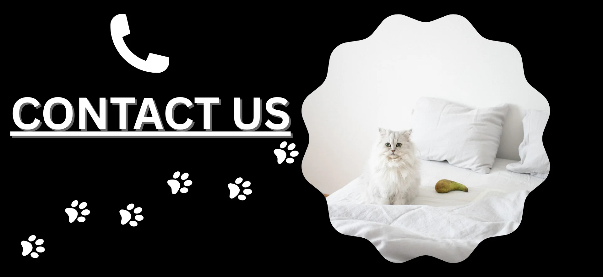 Contact us section showing a calm cat resting on a bed, representing a welcoming cattery environment in Derby