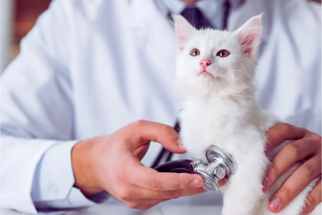 Person checking a kitten with a stethoscope
