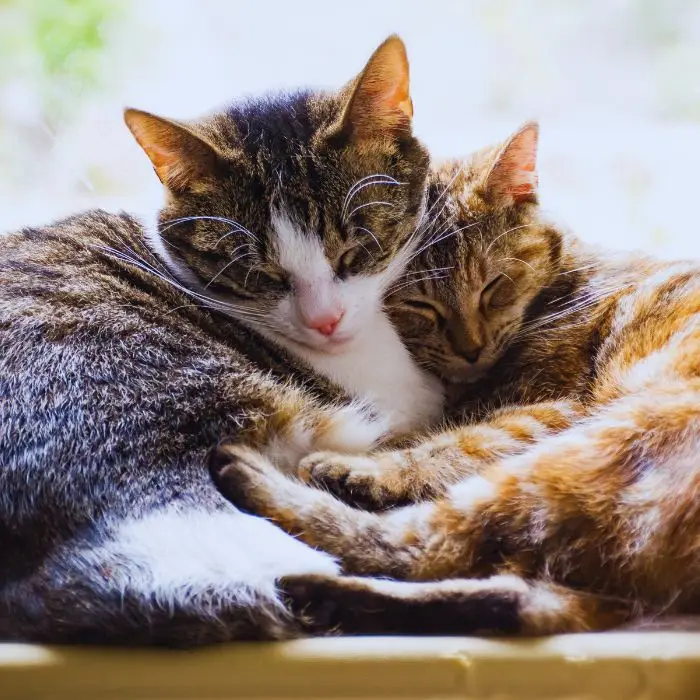 Two cats resting together calmly in a quiet cattery environment