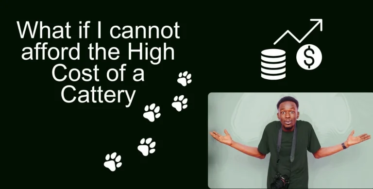 What If I Cannot afford the High Cost of a Cattery?