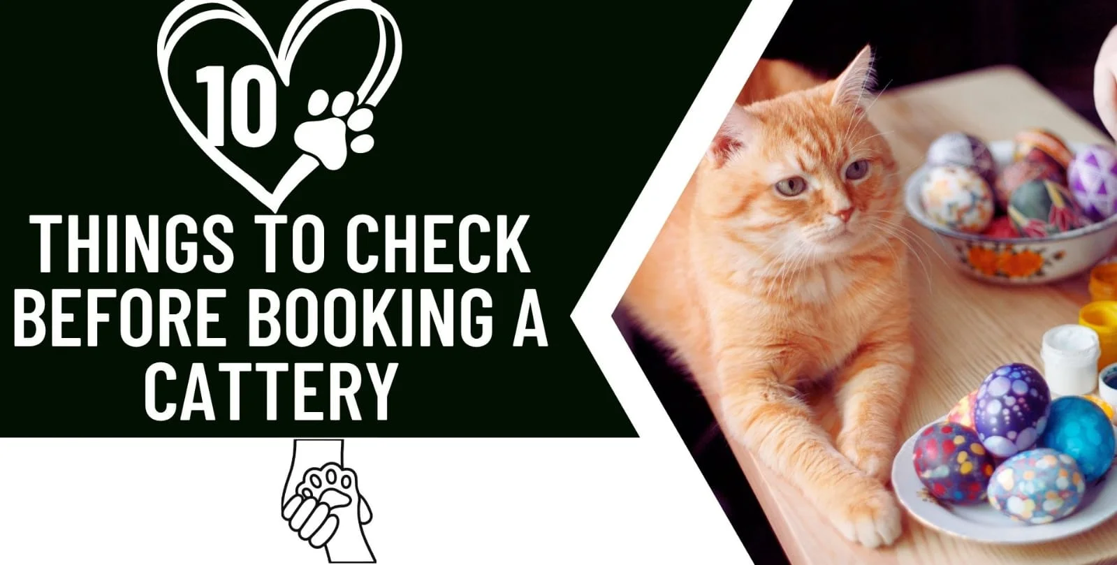Things to check before booking a cattery