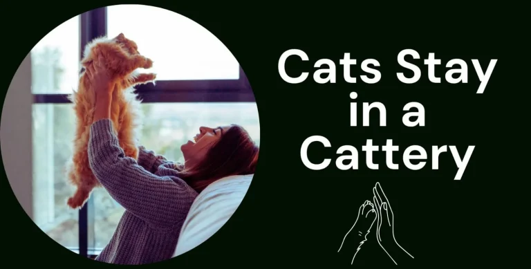 How longs cats stay in a cattery